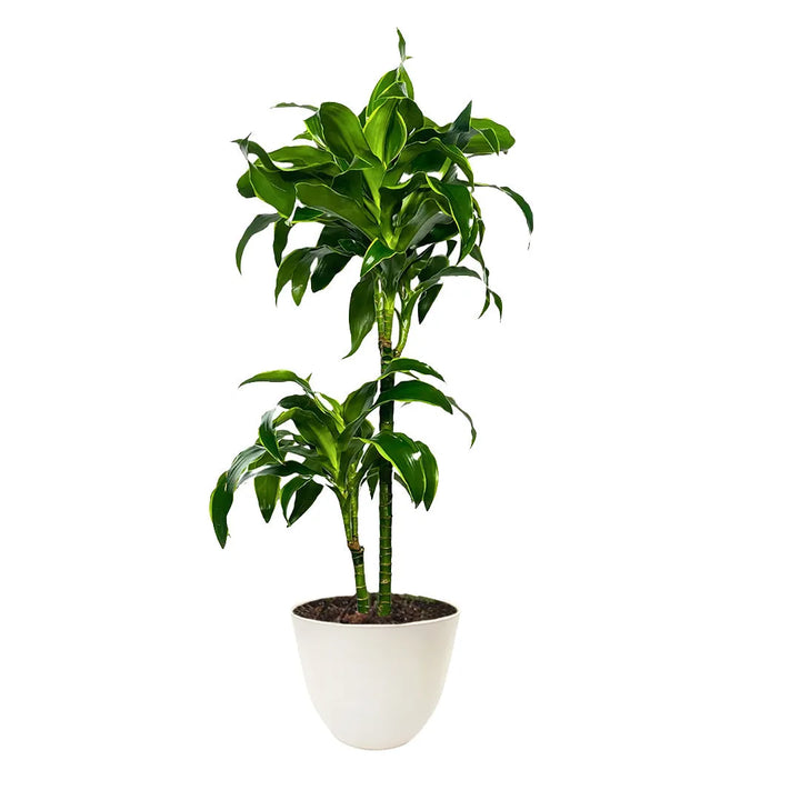 Dracaena Dorado - Pianta d'interni con due tronchi e foglie verdi bordate di giallo in vaso bianco opaco