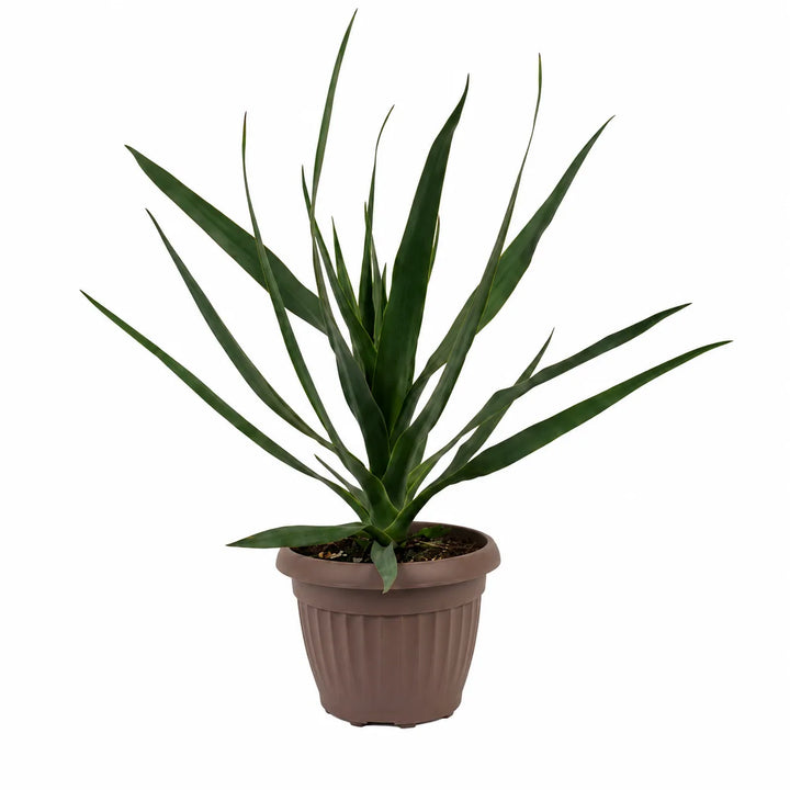 Dracaena draco in vaso da coltivazione con foglie lunghe e rigide di colore verde intenso, isolata su sfondo bianco per ecommerce e scheda prodotto.