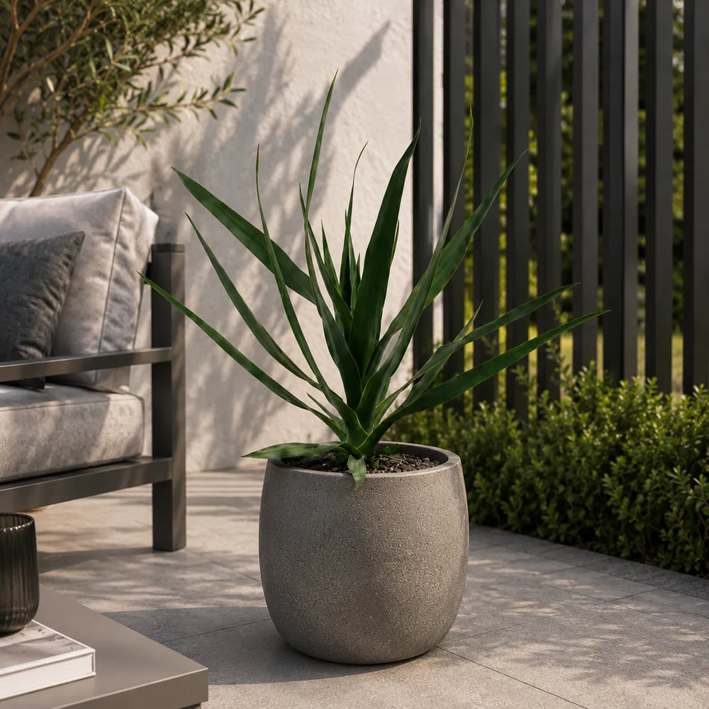 Dracaena draco con lunghe foglie verdi appuntite coltivata in vaso grigio effetto pietra su terrazza contemporanea, ideale per arredare spazi esterni.