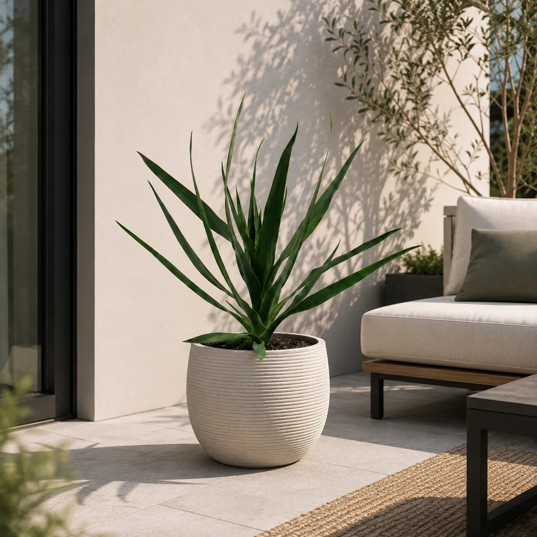 Dracaena draco in vaso rotondo rigato color avorio, perfetta per valorizzare terrazze, ingressi e aree relax con uno stile minimalista.