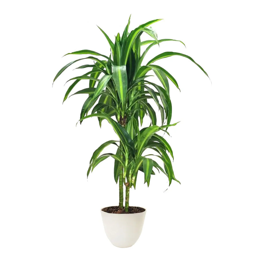 Dracaena Hawaiaan Sunshine 100 cm - Pianta tropicale con foglie variegate in vaso decorativo