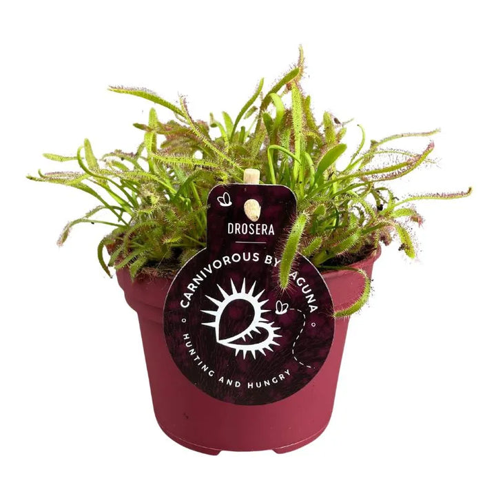 primo piano di una pianta carnivora