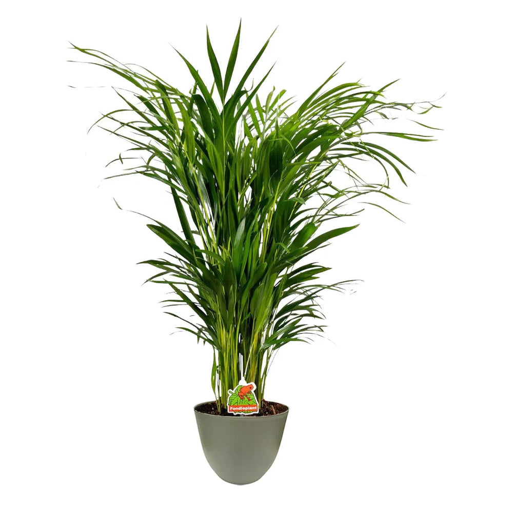 Dypsis lutescens - Dettaglio foglie verdi e ricadenti in vaso verde chiaro