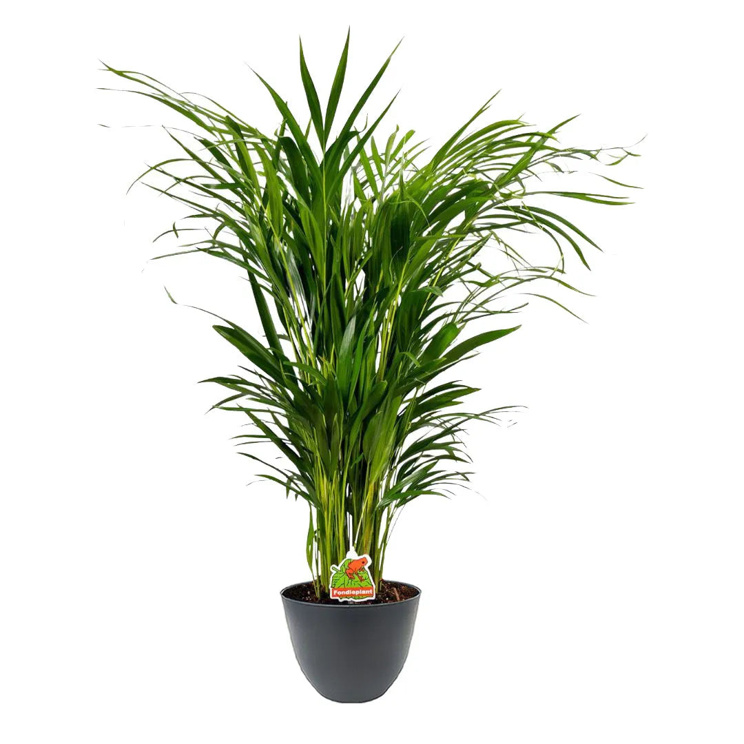 Pianta Areca 80 cm - Esemplare alto in vaso antracite su sfondo bianco