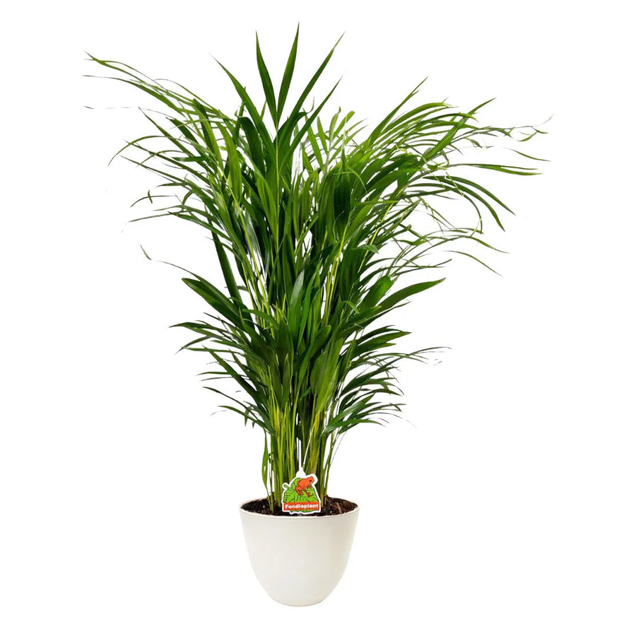 Dypsis lutescens 80 cm - Pianta di Areca in vaso bianco su sfondo neutro