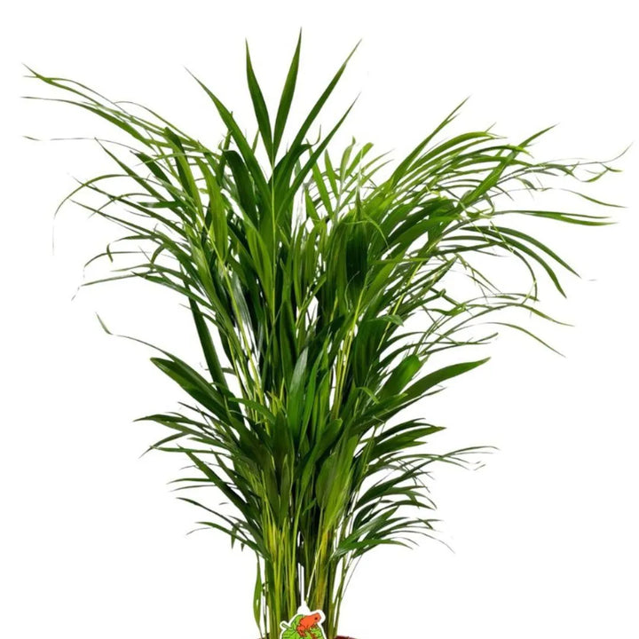 Dypsis lutescens 80 cm - Primo piano delle fronde sottili e arcuate