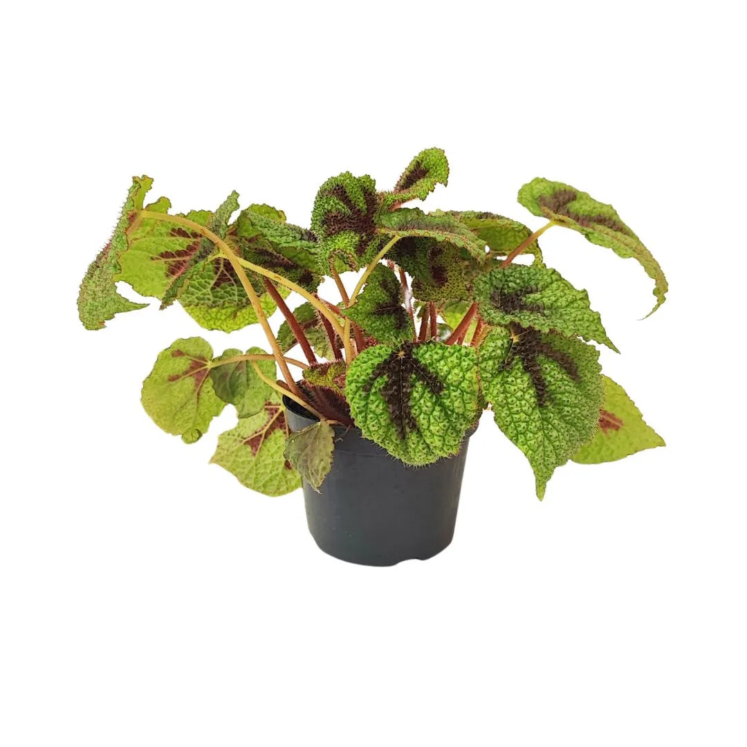 Begonia foliage masoniana Iron Cross D.12 cm