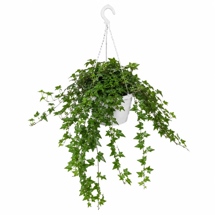 Lierre (Hedera helix) Panaché hauteur D.17 cm