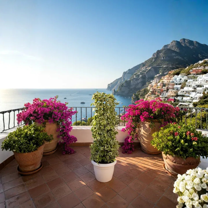 Edera (Hedera helix) colonnare in vaso su terrazza panoramica vista mare, pianta rampicante ornamentale ideale per esterni e balconi