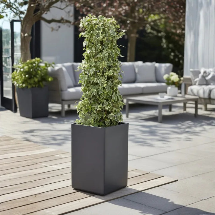 Edera (Hedera helix) colonnare in vaso quadrato moderno su patio, pianta decorativa sempreverde per arredo esterno elegante