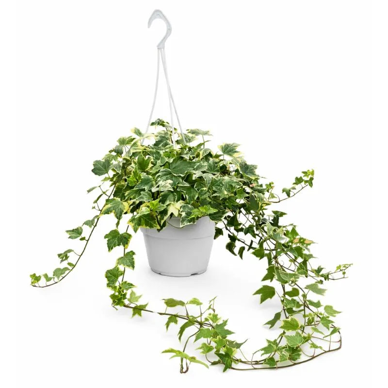 Edera variegata (Hedera helix) in vaso sospeso da 17 cm con rami lunghi e ricadenti, pianta ornamentale da interno elegante