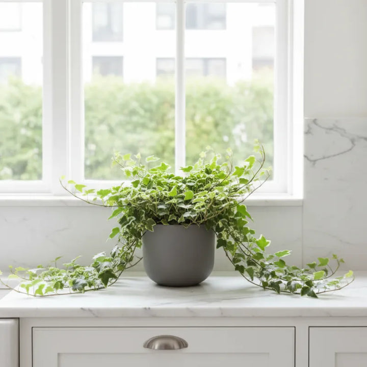 Edera variegata (Hedera helix) in vaso da 17 cm su davanzale, pianta da interno con foglie verdi e bordi chiari ricadenti