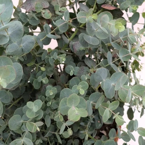Eucalyptus Cinerea - dettaglio ravvicinato di foglie argentate e rami profumati
