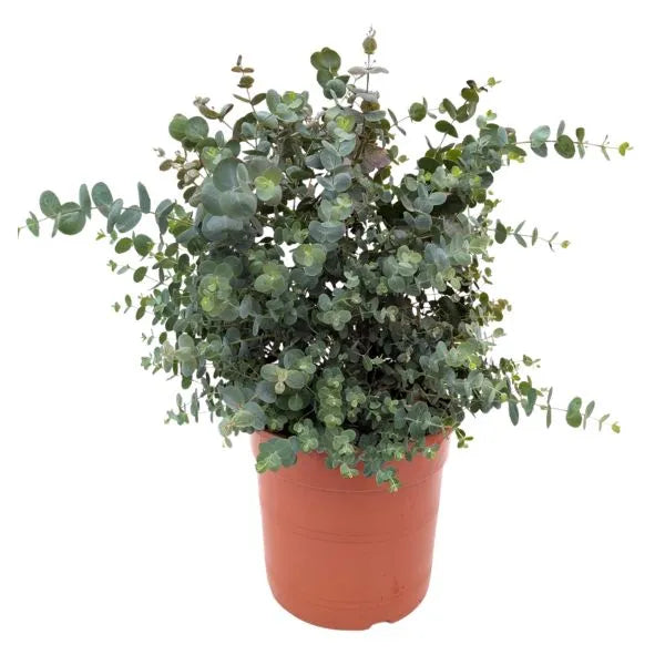 Eucalyptus Cinerea - pianta in vaso con fogliame tondeggiante verde-grigio per esterni
