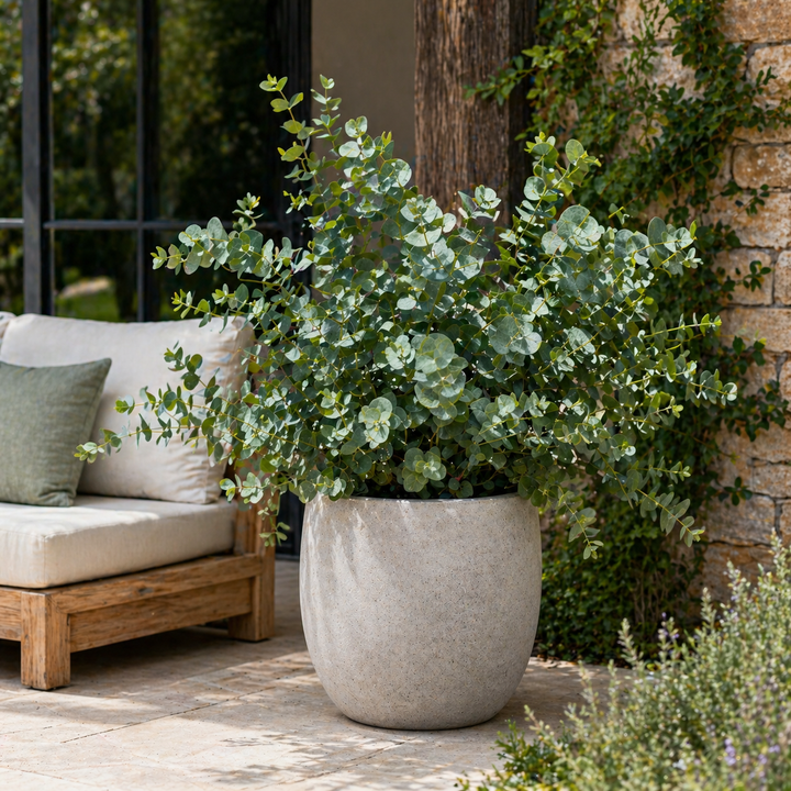 pianta di eucalipto in vaso decorativo da esterno su terrazzo moderno