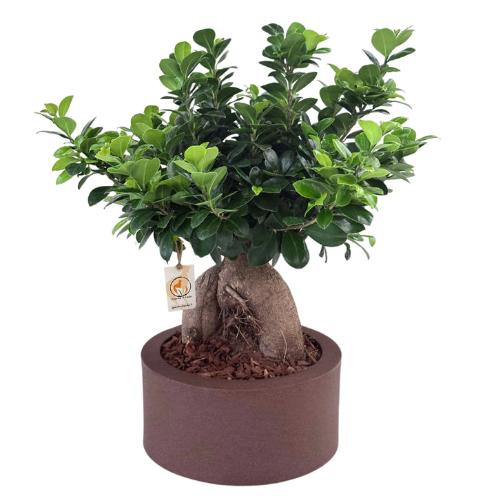 Bonsai Ficus Ginseng in vaso Echo, pianta completa per interni