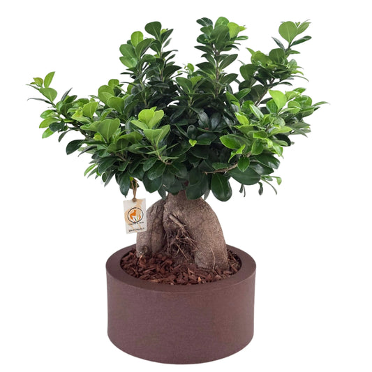 Bonsai Ficus Ginseng in vaso Echo con riserva d'acqua, vista frontale