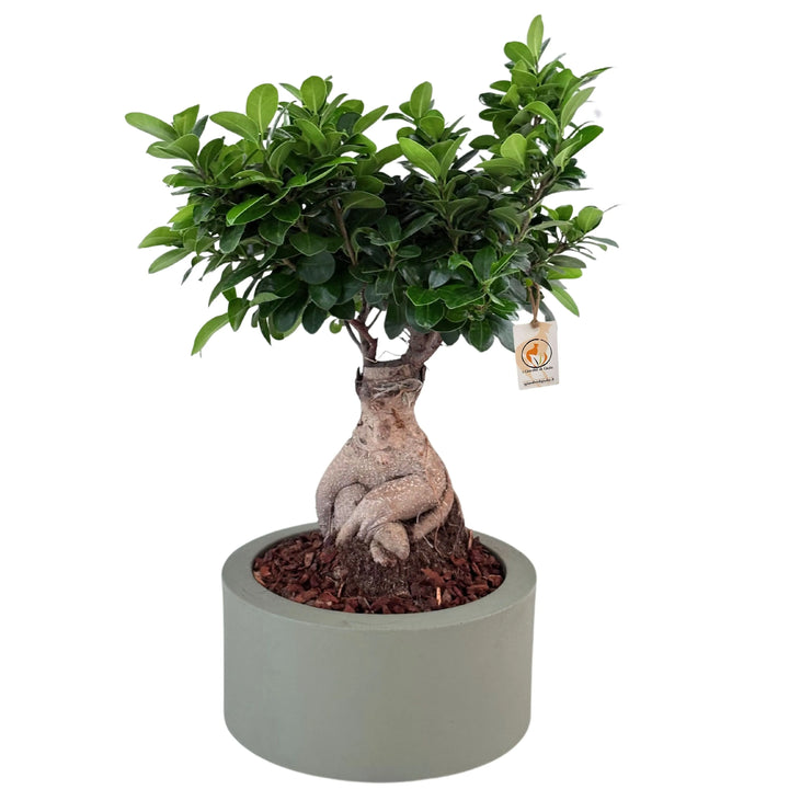 Bonsai Ficus Ginseng con vaso Echo, dettaglio della riserva d'acqua