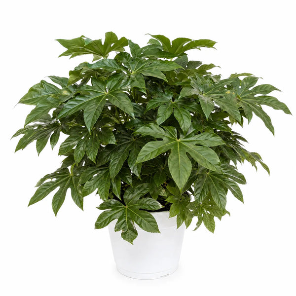 Fatsia Japonica in Vaso D.30 H.80 cm