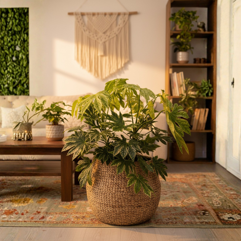 Fatsia Japonica variegata in vaso intrecciato su pavimento in soggiorno, pianta verde decorativa per interni moderni