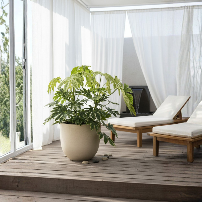 Fatsia Japonica variegata in vaso beige su terrazza moderna, pianta ornamentale per ambienti luminosi
