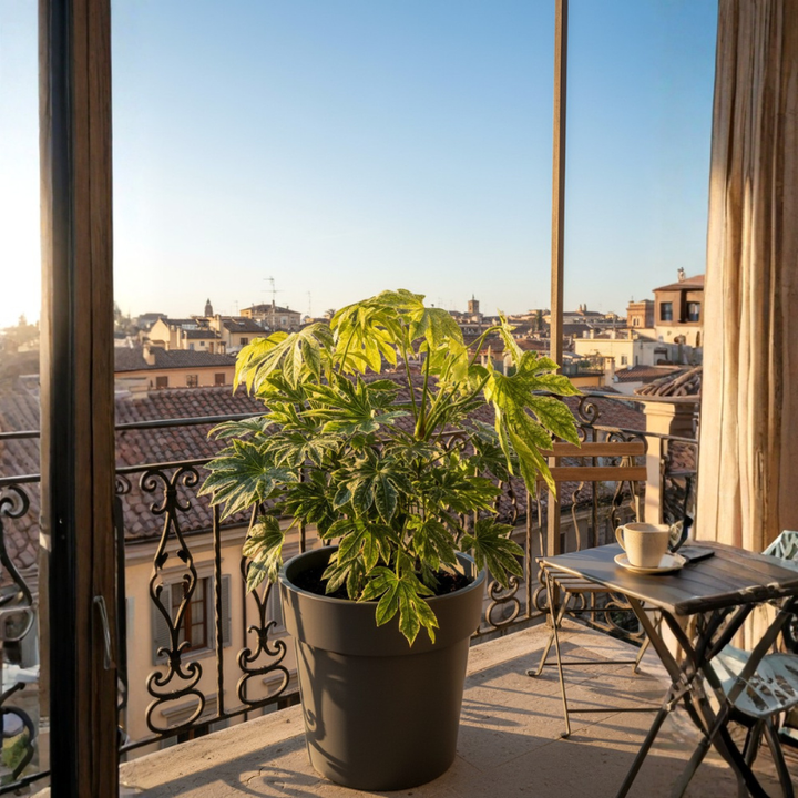 Fatsia Japonica variegata in vaso scuro su balcone con vista città, pianta decorativa da esterno