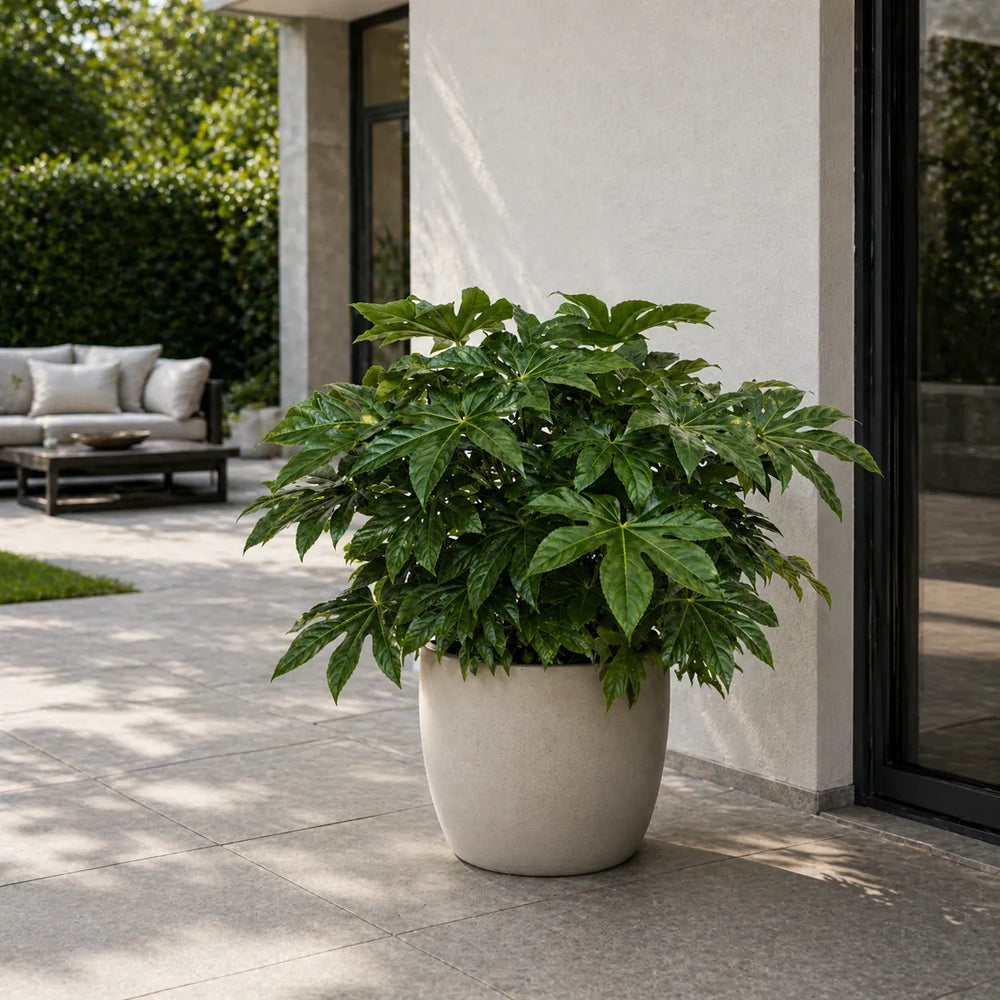 fatsia japonica in vaso chiaro su terrazza moderna pianta da esterno decorativa