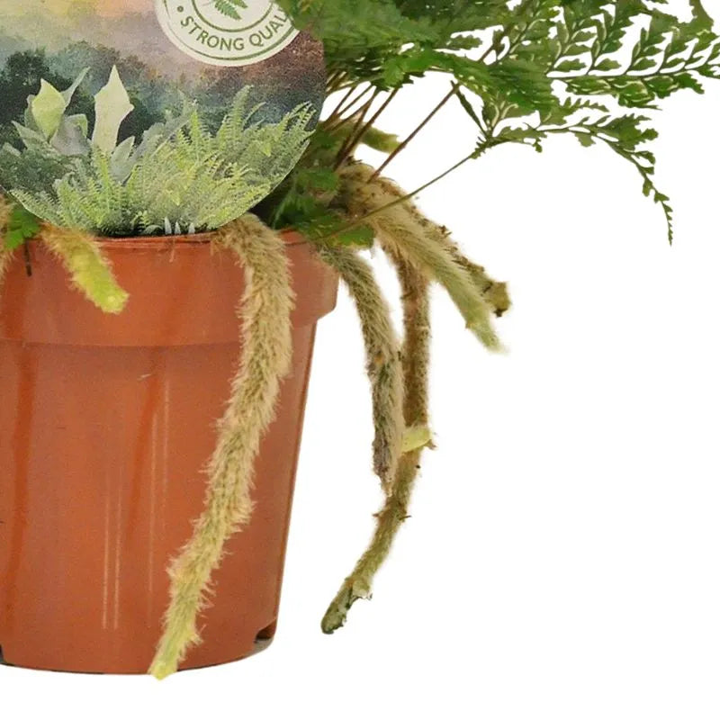 Felce zampa di coniglio - dettaglio dei rizomi pelosi e del fogliame