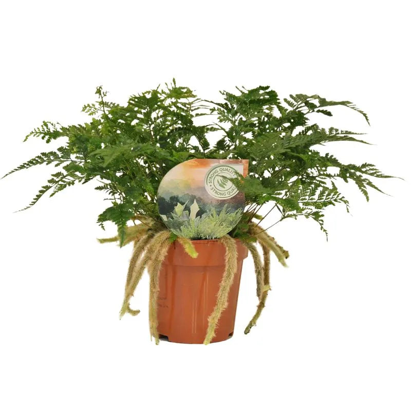 Felce Humata Tyermannii - pianta d'interno con rizomi pelosi in vaso