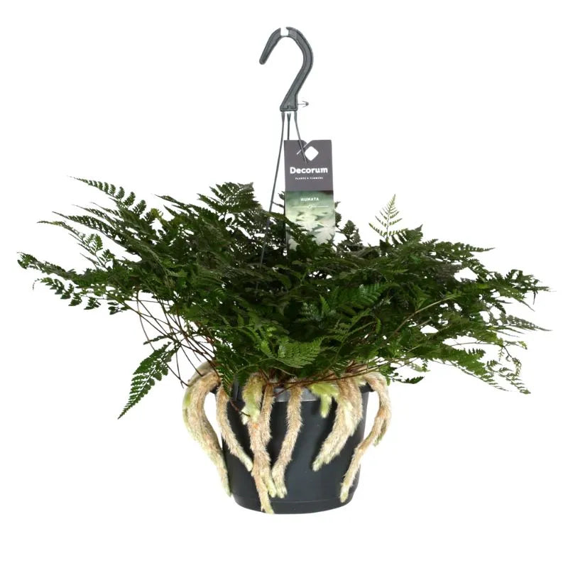 Felce Humata Tyermannii - pianta da interno in vaso basket nero