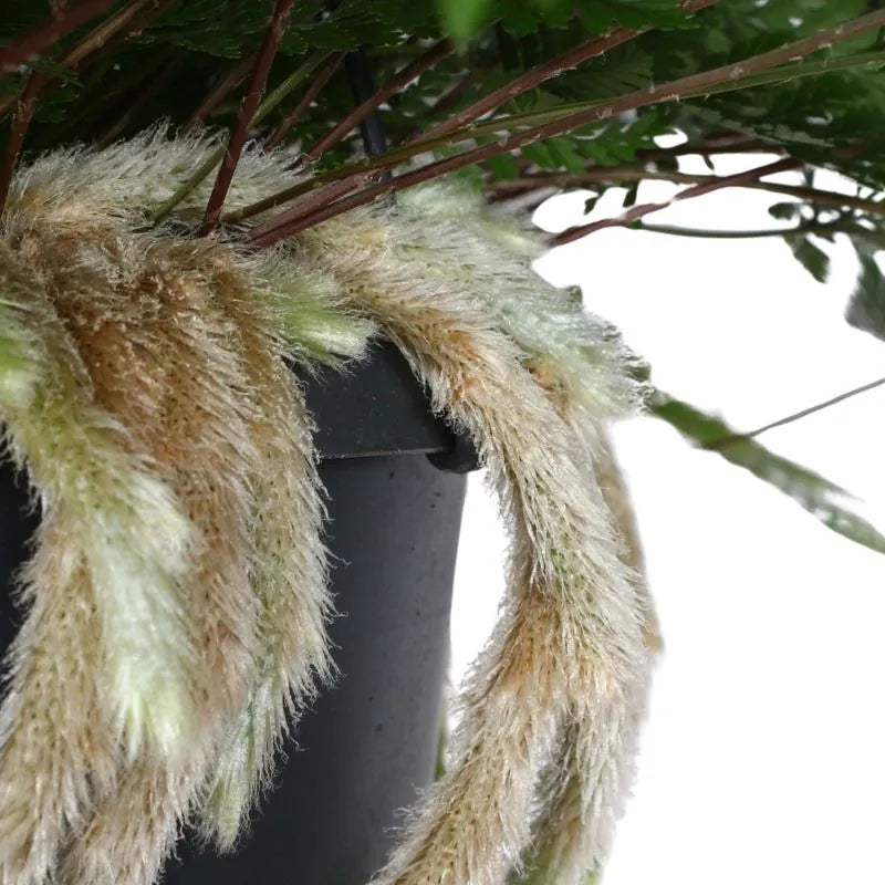 Felce Humata - dettaglio dei rizomi pelosi e steli