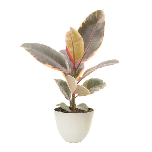 Ficus Belize altezza D.13 cm