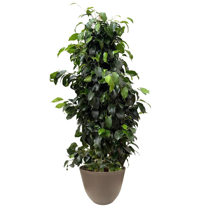 Ficus Benjamin 100 cm - pianta decorativa con vaso tortora in plastica riciclata