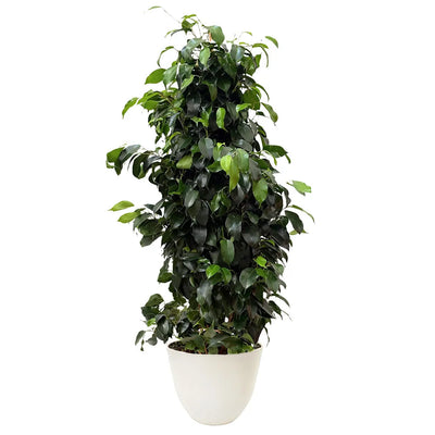Ficus benjamin D.22 cm