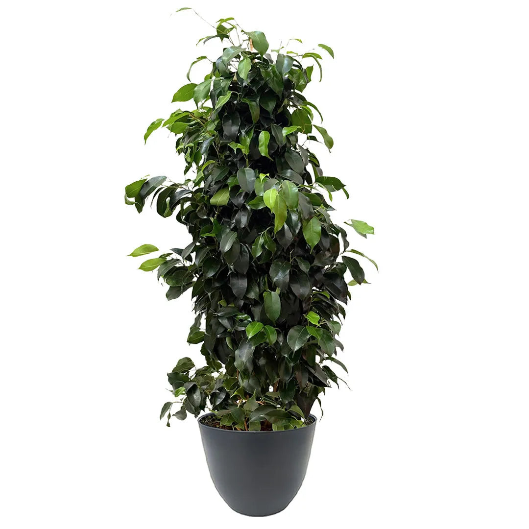 Ficus Benjamin 100 cm - pianta da interno con vaso antracite in plastica riciclata