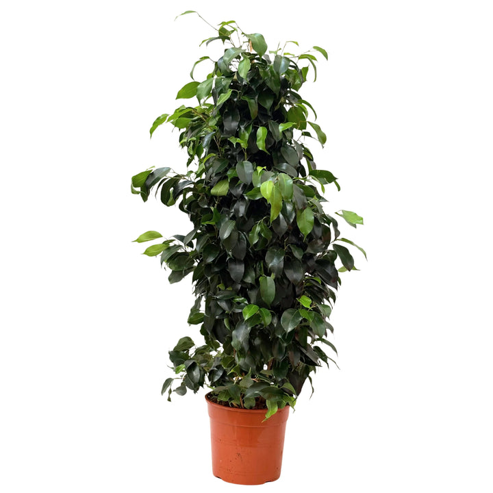 Ficus Benjamin 100 cm - pianta in vaso standard da coltivazione marrone