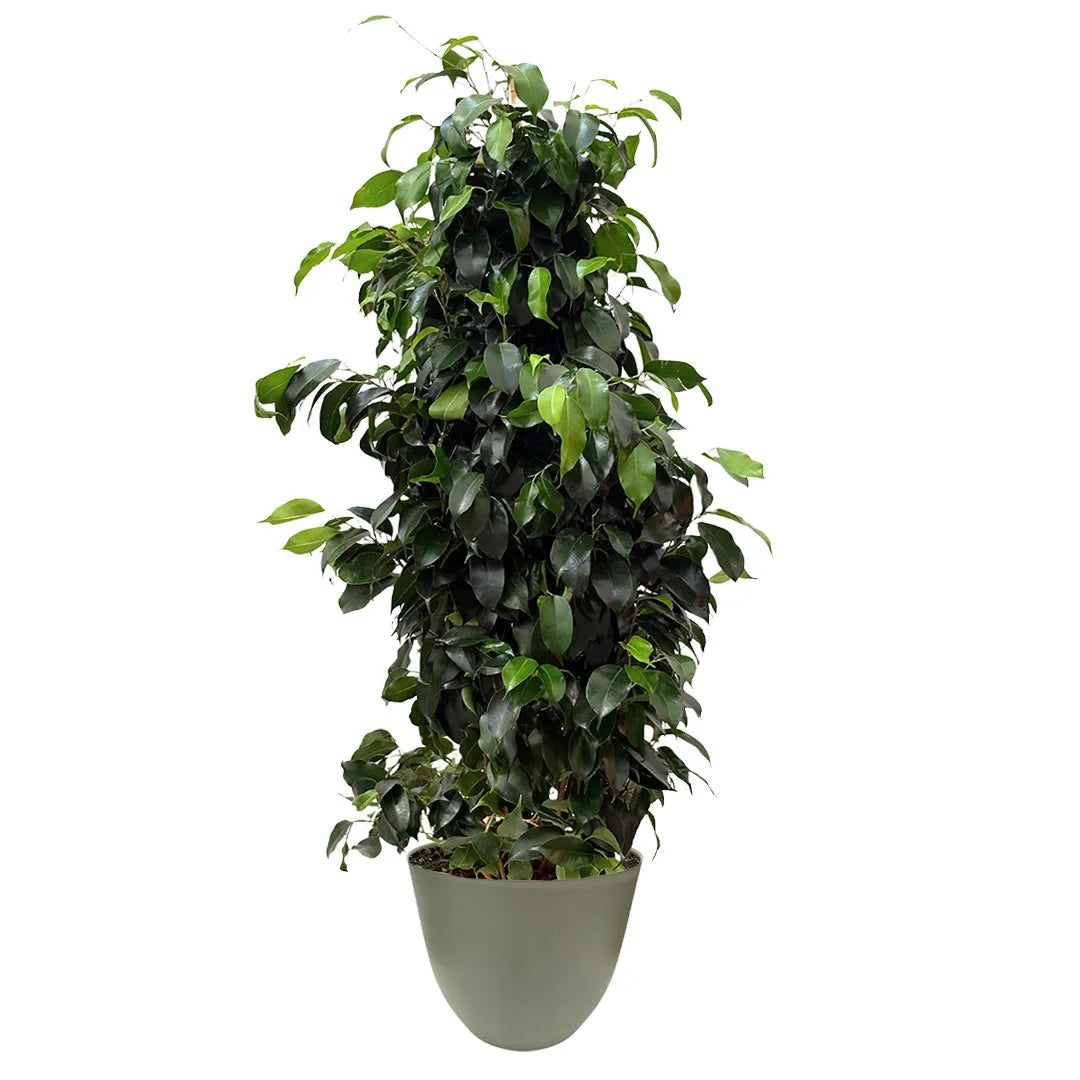 Ficus Benjamin 100 cm - pianta per interni con vaso verde rosmarino riciclato