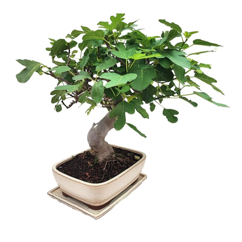 Profilo laterale del bonsai Ficus Carica di 22 anni con chioma ampia e foglie verdi, coltivato in vaso avorio smaltato

