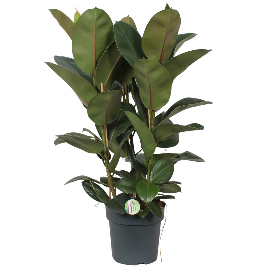 Ficus Elastica Robusta - pianta da interno con vaso nero elegante, vista frontale