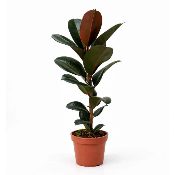 Ficus Elastica Robusta - pianta da interno grande con foglie verdi lucide in vaso da vivaio