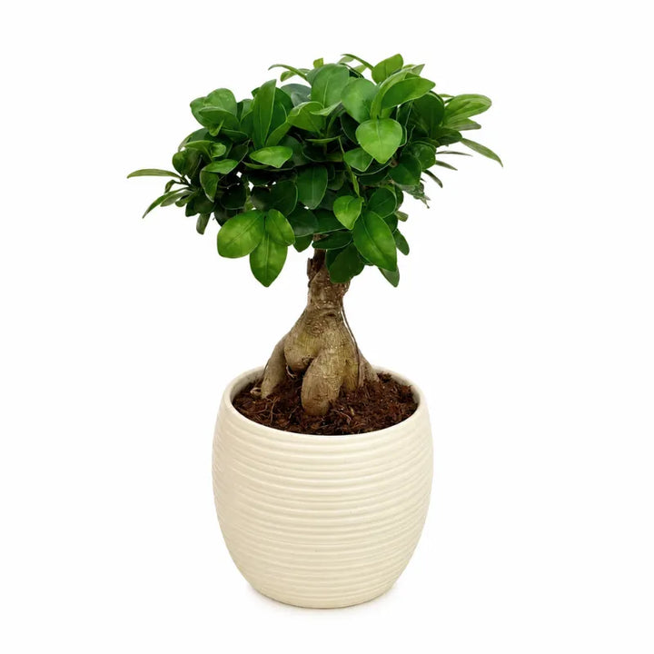 Bonsai Ficus Ginseng ornamentale in vaso rigato Sally beige su sfondo chiaro minimal.