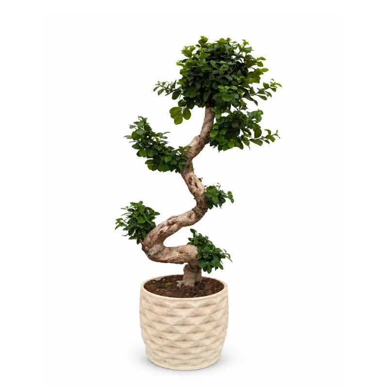 Ficus Ginseng S-Shape con tronco modellato e foglie verdi, inserito in vaso artigianale Rua in argilla chiara