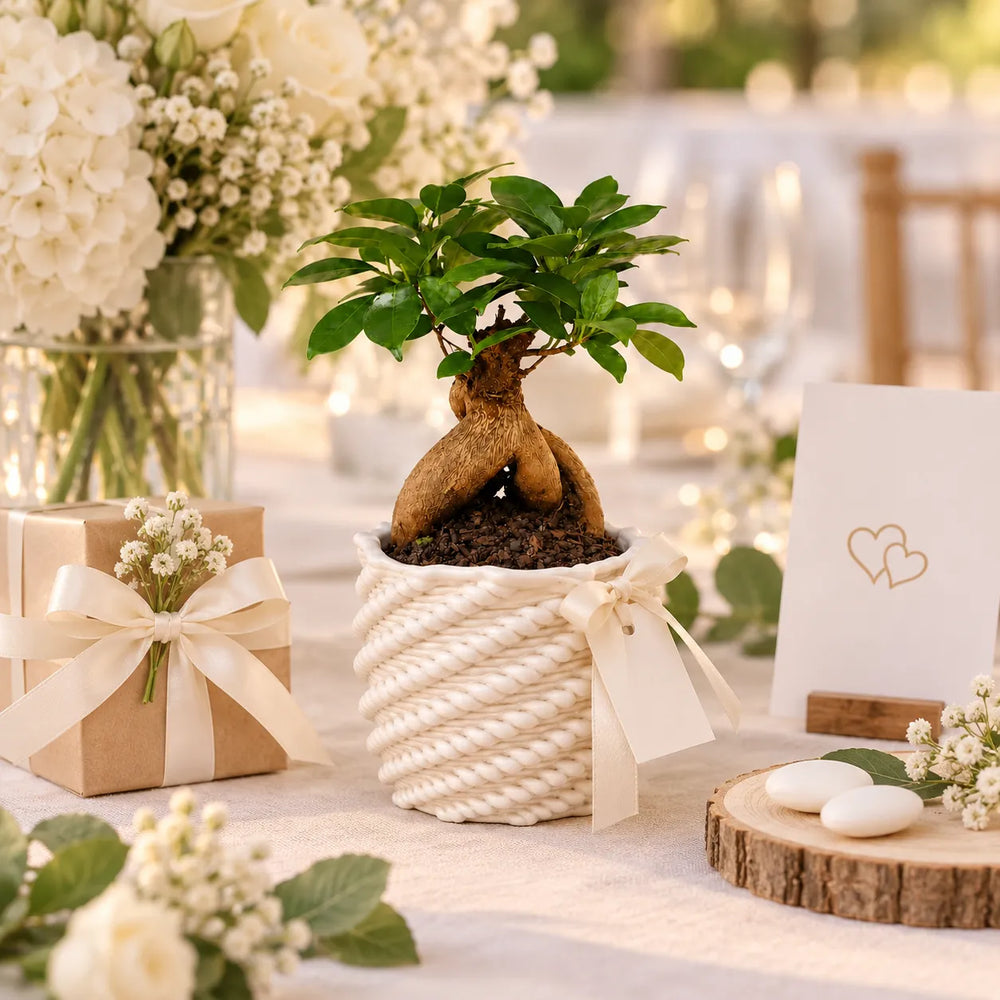 Bonsai Ficus ginseng in vaso Carina bianco come idea regalo per matrimonio