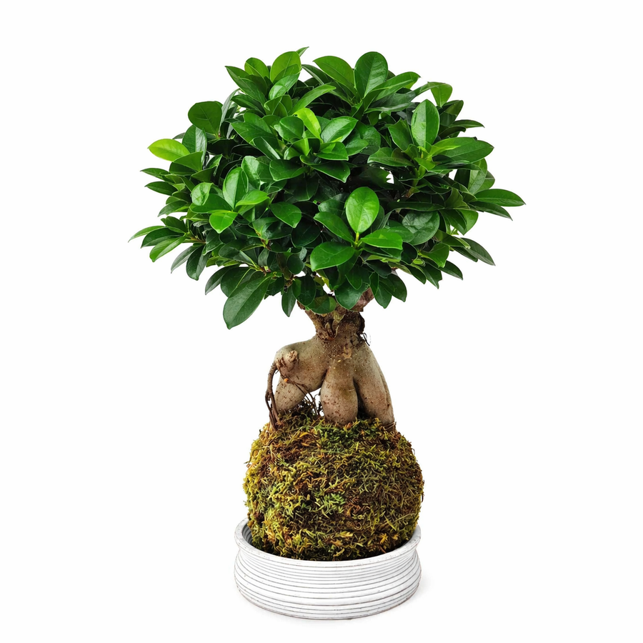 Kokedama Bonsai Ficus Ginseng - pianta da interno con base in ceramica bianca, vista frontale