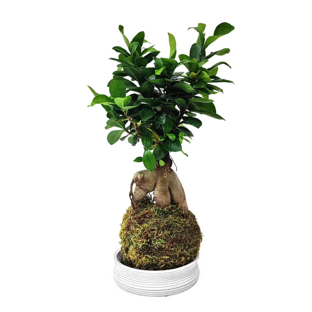 Kokedama Bonsaï Ficus Ginseng avec boîte cadeau