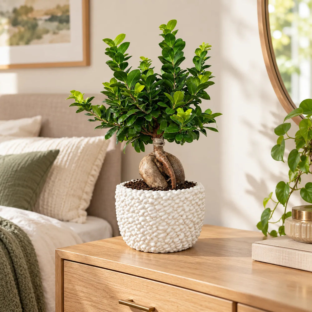 Ficus Ginseng con chioma verde e radici a vista in vaso Fira di ceramica bianca per arredamento interno