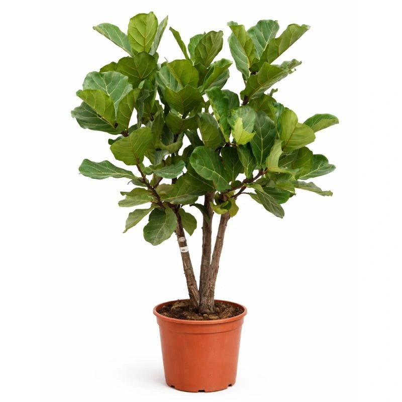 Ficus Lyrata in vaso da coltivazion con grandi foglie verdi lucide, pianta da interno decorativa ideale per soggiorni e uffici.