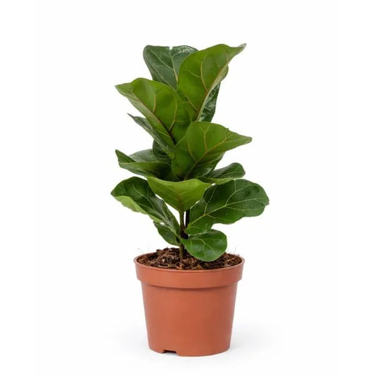 Ficus Lyrata Bambino - pianta da interno in vaso marrone su sfondo bianco, foglie a violino