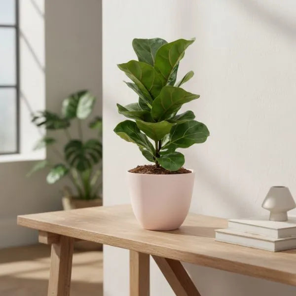 Ficus Lyrata Bambino - pianta da interno con foglie verde intenso in vaso chiaro su consolle in legno