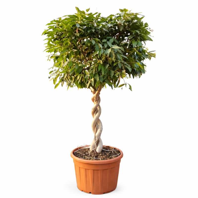 Ficus amstel king double spirale en bac D.75 H.330 cm